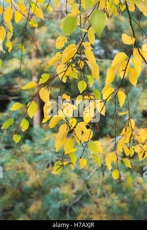 Le Betula ermanii grayswood hill. Bouleau Ermans Grayswood Hill en automne les feuilles des arbres changent de couleur Banque D'Images