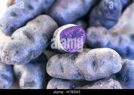 , Également appelé Vitelotte noire, Vitelotte Négresse ou Truffe de Chine, est une cuisine française variété de pommes de terre bleu-violet. Banque D'Images