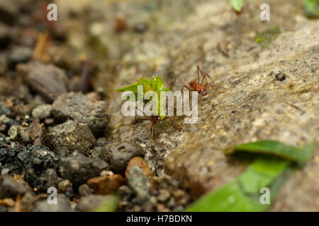 Fourmis découpeuse travaillent Banque D'Images