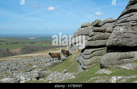 Belstone, Dartmoor, commun à la Northwest Banque D'Images