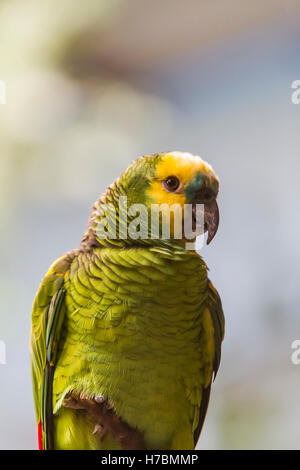 Fermer la vue de l'amazone à cou jaune (Amazona auropalliata) Banque D'Images