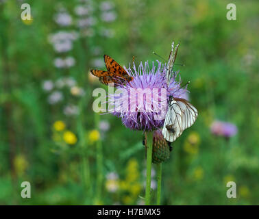 Nervation noire papillon Aporia crataegi blancs -près du lac Baïkal, Russie Banque D'Images