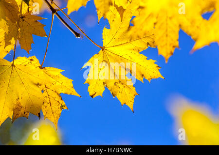 Acer platanoides, Norvège feuilles d'érable jaune d'automne Banque D'Images