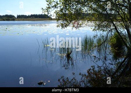 Lakeside dans l'ouest du pays de Galles avec,arbres surplombant de roseaux et de nénuphars sur l'eau encore Banque D'Images