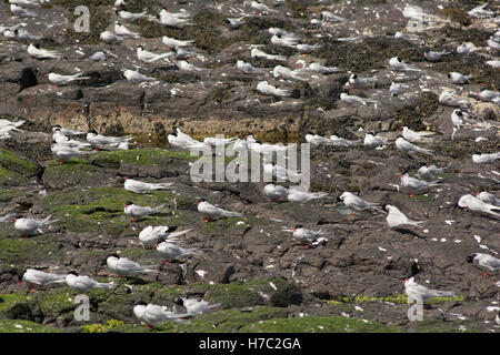 Un troupeau de Sternes arctiques qui repose sur l'île de mai, l'Ecosse Banque D'Images