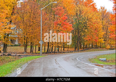 Les érables à l'automne 1 Banque D'Images