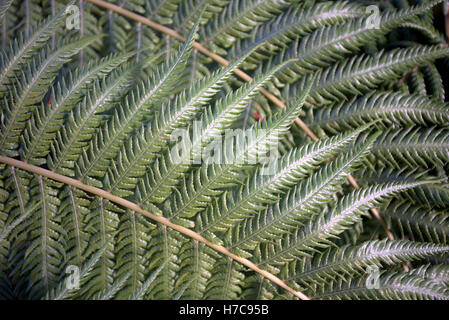 Résumé fond feuilles fougères tropicales tige verte Banque D'Images