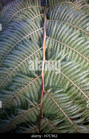 Résumé fond feuilles fougères tropicales tige verte Banque D'Images