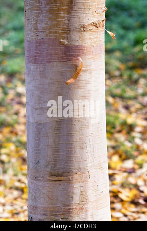 Le Betula albosinensis 'Hergest'. Banque D'Images