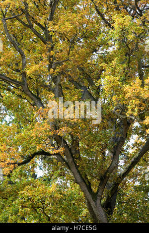 Quercus robur. Arbre de chêne anglais en automne. Banque D'Images