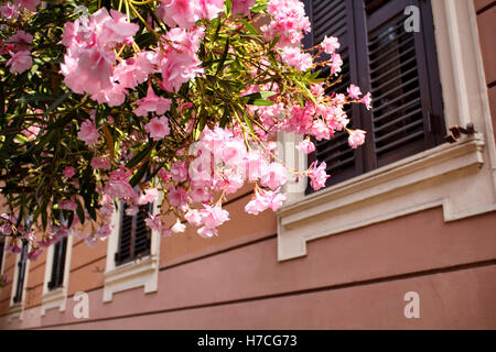 Fleurs en face de bâtiment traditionnel à Rome. Des volets sont fermés Banque D'Images