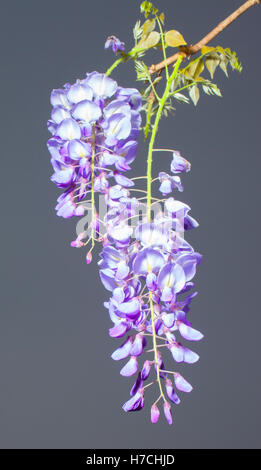 Glycine en pleine floraison dans le spécial printemps avec le ciel derrière Banque D'Images