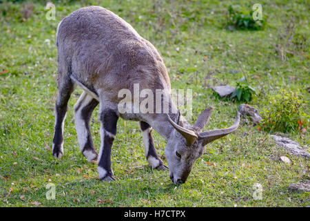 Les ovins (Pseudois nayaur) est en train de manger l'herbe sur la prairie Banque D'Images