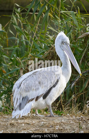 Pélican frisé (Pelecanus crispus) se dresse sur la rive du lac Banque D'Images