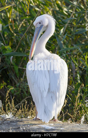 Pélican frisé (Pelecanus crispus) se dresse sur la rive du lac Banque D'Images