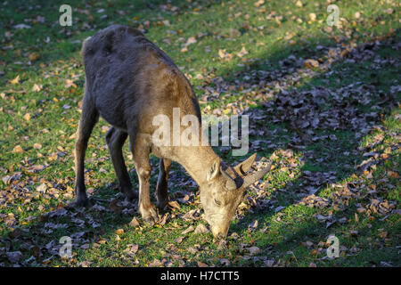 Les ovins (Pseudois nayaur) est en train de manger l'herbe sur la prairie Banque D'Images