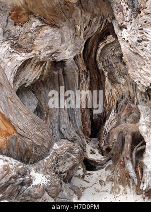 Les racines d'un vieux noueux Cypress tree sur Carmel beach formant des formes naturelles avec sable blanc typique Carmel California USA Banque D'Images