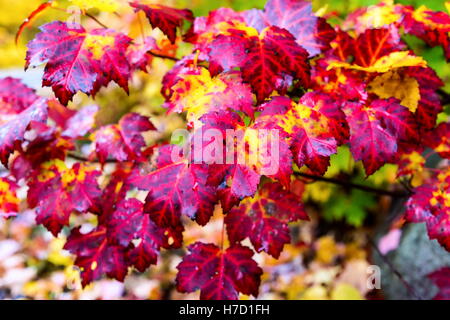 Début de l'automne prennent effet sur la campagne dans le nord du Québec. En tournant les arbres rouges de sang avant l'hiver. Banque D'Images