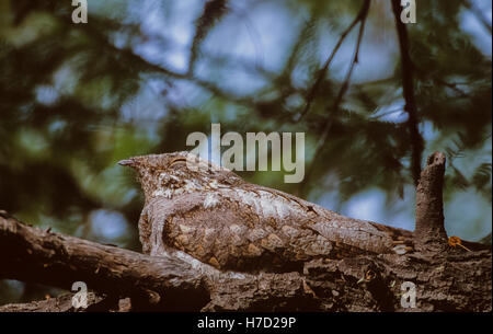 Indian Nightjar Caprimulgus asiaticus,(),se reposer pendant la journée sur une branche,le parc national de Keoladeo Ghana,Bhartpur,Inde Banque D'Images