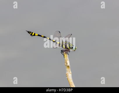 Le golden-ringed dragonfly est un remarquable spécimen avec une forme allongée et noir à rayures jaune de l'abdomen. Banque D'Images