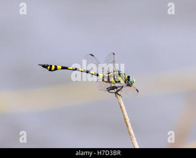 Le golden-ringed dragonfly est un remarquable spécimen avec une forme allongée et noir à rayures jaune de l'abdomen. Banque D'Images