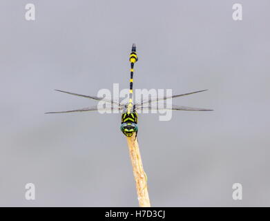 Le golden-ringed dragonfly est un remarquable spécimen avec une forme allongée et noir à rayures jaune de l'abdomen. Banque D'Images