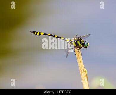 Le golden-ringed dragonfly est un remarquable spécimen avec une forme allongée et noir à rayures jaune de l'abdomen. Banque D'Images