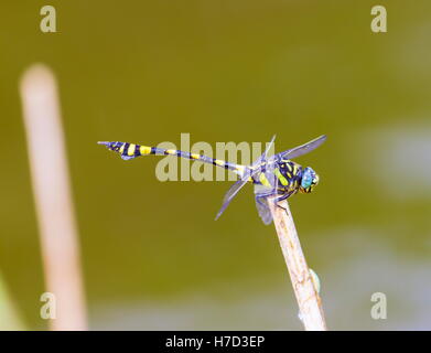 Le golden-ringed dragonfly est un remarquable spécimen avec une forme allongée et noir à rayures jaune de l'abdomen. Banque D'Images