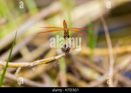 Une libellule est un insecte appartenant à l'ordre des odonates, sous-ordre Anisoptera. Banque D'Images