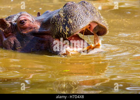 L'hippopotame commun, ou de l'hippopotame, est un grand mammifère herbivore, principalement en Afrique subsaharienne. Banque D'Images