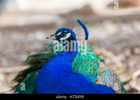 Communément appelé le paon. Les paons indiens ou des paons bleus, un grand oiseau de couleur vive. Banque D'Images