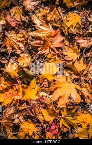 Tombé, humide jaune, rouge et orange feuilles d'érable couvrant le sol à l'automne sur une journée pluvieuse Seattle Banque D'Images