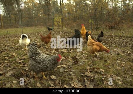 Poulets picorer et gratter dans le jardin Banque D'Images