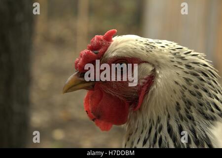 Gros plan sur le visage d'un galon d'argent Poule Wyandotte Banque D'Images