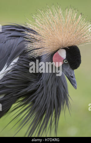 À col noir, noir de l'Afrique de l'Ouest ou grue couronnée (Balearica pavonina). Banque D'Images