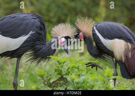 Black, Black-necked, ou des grues couronnées de l'Afrique de l'Ouest p. Balearica pavonina. Paire liée Banque D'Images