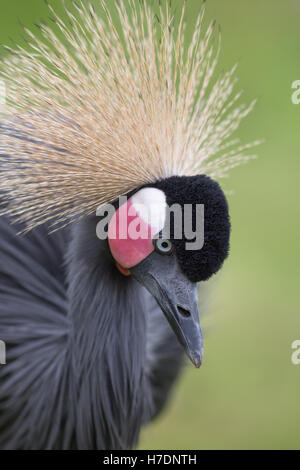 À col noir, noir de l'Afrique de l'Ouest ou grue couronnée (Balearica pavonina). Portrait. Banque D'Images