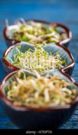 Le trèfle rouge sprout Banque D'Images