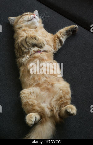 Dormir chaton sibérien tabby ventre en l'air sur un tissu noir, détendue. Banque D'Images