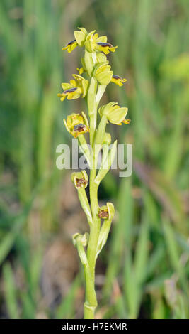 Ophrys lutea galilaea sous-espèce de l'orchidée abeille jaune en provenance de Chypre Banque D'Images