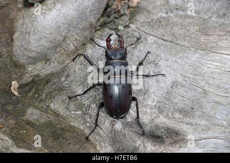 Stag beetle mâle (Lucanus cervus) disponibles en haute résolution et plusieurs tailles pour s'adapter aux besoins de votre projet Banque D'Images