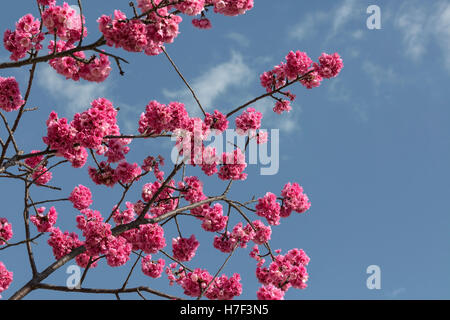 Beau cerisier en fleurs dans le Yunnan, Chine Banque D'Images