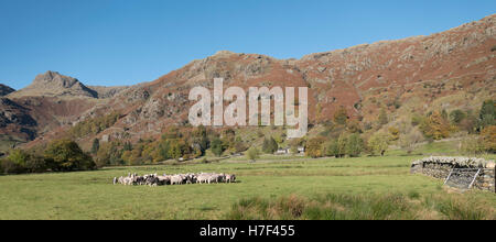 Troupeaux dans la vallée de Langdale, Lake District, Cumbria, Royaume-Uni. Banque D'Images