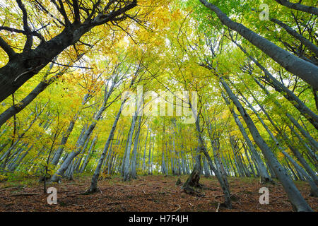 Forêt de hêtres illuminée par le soleil, bas et grand angle de visualisation Banque D'Images