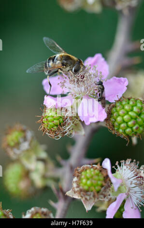 Nectar d'abeille Banque D'Images