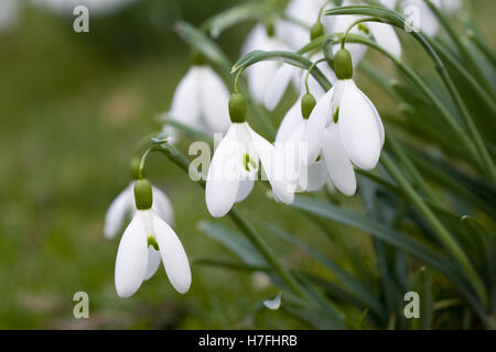 Aimant Galanthus fleur. Perce-neige dans le jardin. Banque D'Images