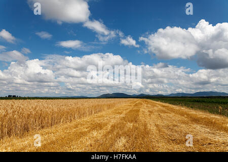 Champ de grain sous ciel nuageux bleu, une partie du champ est fauchée, l'été Banque D'Images