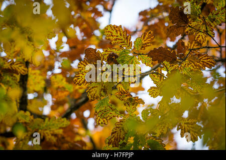 Les feuilles d'automne sur l'arbre de chêne sessile, Bridford Bois, Devon, UK. Banque D'Images