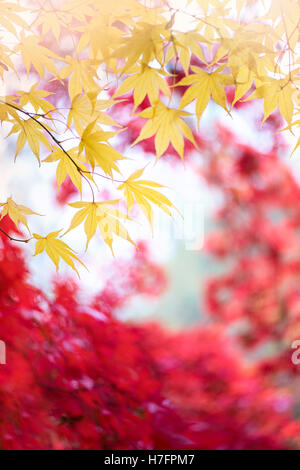 Autumn Yellow Colored Acer Leaves Banque D'Images