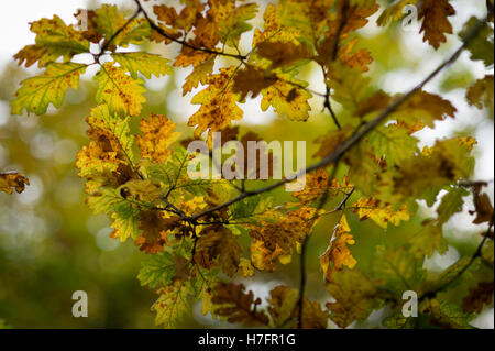 Les feuilles d'automne sur l'arbre de chêne sessile, Bridford Bois, Devon, UK. Banque D'Images